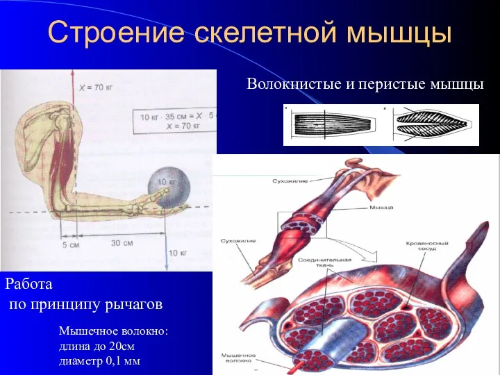 Строение скелетной мышцы Мышечное волокно: длина до 20см диаметр 0,1 мм Работа по
