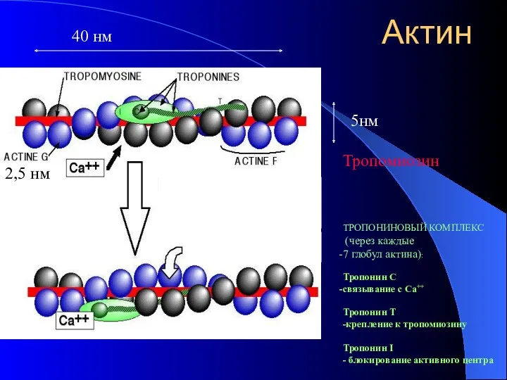 Актин ТРОПОНИНОВЫЙ КОМПЛЕКС (через каждые 7 глобул актина): Тропонин С связывание с Са++