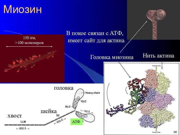 Миозин Головка миозина Нить актина хвост шейка головка В покое