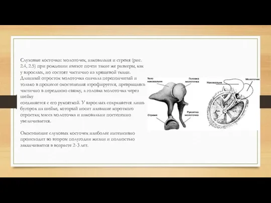 Слуховые косточки: молоточек, наковальня и стремя (рис. 2.4, 2.5) при