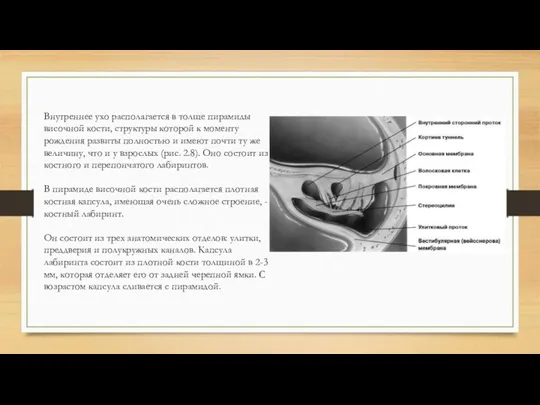 Внутреннее ухо располагается в толще пирамиды височной кости, структуры которой