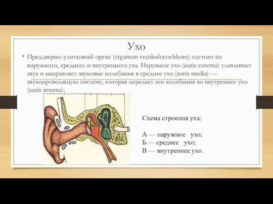 Ухо Преддверно-улитковый орган (crganum vestibulocochleare) состоит из наружного, среднего и