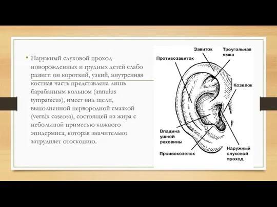 Наружный слуховой проход новорожденных и грудных детей слабо развит: он