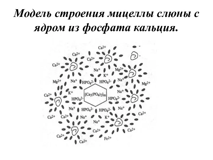 Модель строения мицеллы слюны с ядром из фосфата кальция.