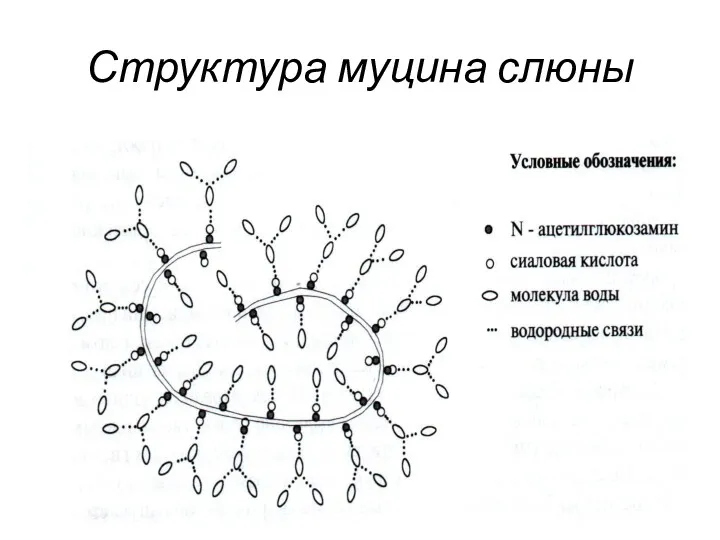 Структура муцина слюны