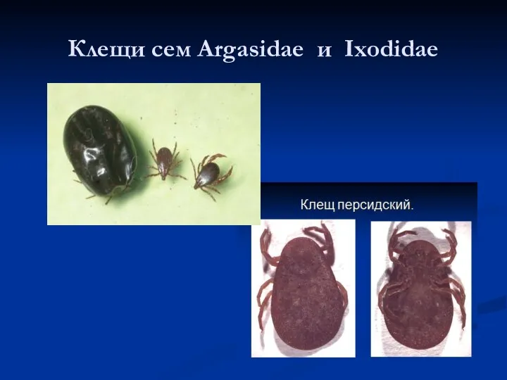 Клещи сем Argasidae и Ixodidae