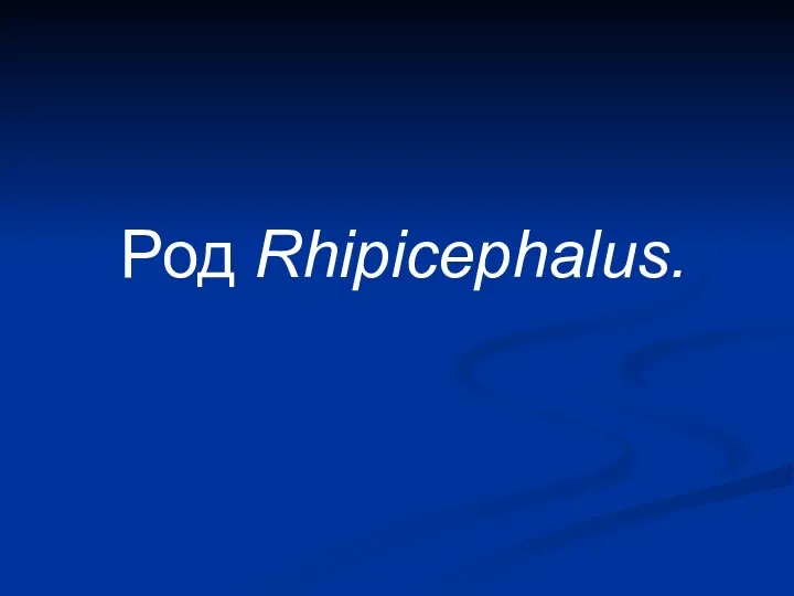 Род Rhipicephalus.