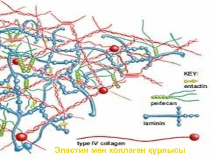 Эластин мен коллаген құрлысы