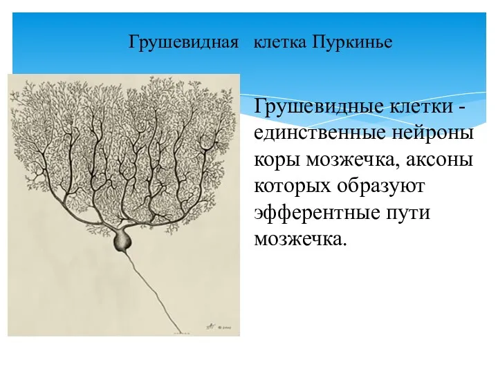 Грушевидная клетка Пуркинье Грушевидные клетки - единственные нейроны коры мозжечка, аксоны которых образуют эфферентные пути мозжечка.