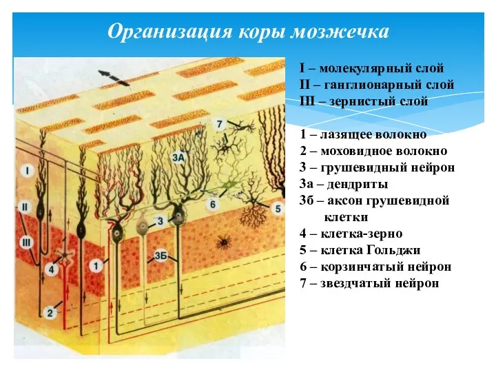 Организация коры мозжечка I – молекулярный слой II – ганглионарный