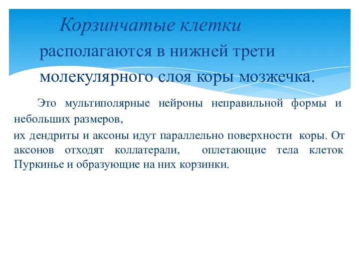 Корзинчатые клетки располагаются в нижней трети молекулярного слоя коры мозжечка.