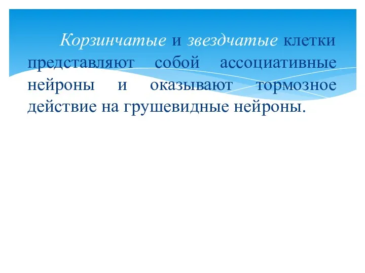 Корзинчатые и звездчатые клетки представляют собой ассоциативные нейроны и оказывают тормозное действие на грушевидные нейроны.