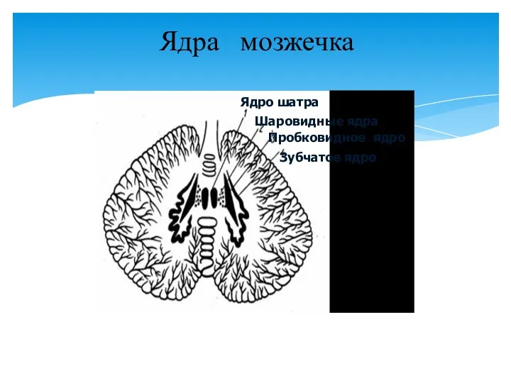Ядра мозжечка Ядро шатра Шаровидные ядра Пробковидное ядро Зубчатое ядро
