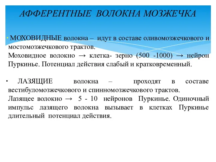 АФФЕРЕНТНЫЕ ВОЛОКНА МОЗЖЕЧКА МОХОВИДНЫЕ волокна – идут в составе оливомозжечкового