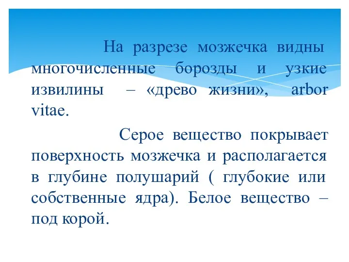 На разрезе мозжечка видны многочисленные борозды и узкие извилины –