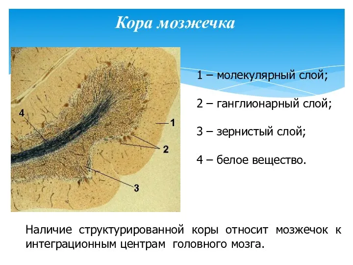 Кора мозжечка 1 – молекулярный слой; 2 – ганглионарный слой;