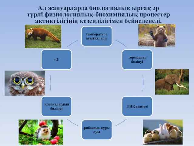 Ал жануарларда биологиялық ырғақ әр түрлі физиологиялық-биохимиялық процестер активтілігінің кезеңділігімен бейнеленеді.