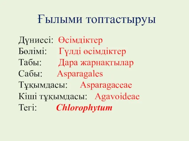 Дүниесі: Өсімдіктер Бөлімі: Гүлді өсімдіктер Табы: Дара жарнақтылар Сабы: Asparagales