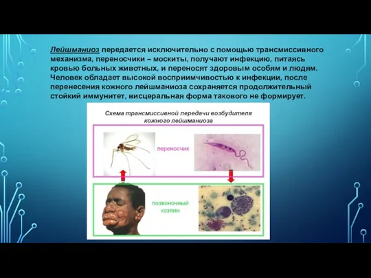 Лейшманиоз передается исключительно с помощью трансмиссивного механизма, переносчики – москиты,