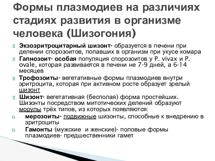 Экзоэритроцитарный шизонт- образуется в печени при делении спорозоитов, попавших в