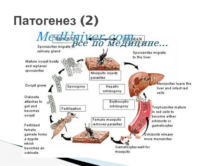 Патогенез (2)