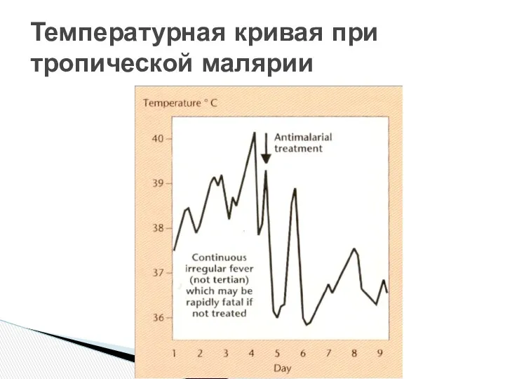 Температурная кривая при тропической малярии