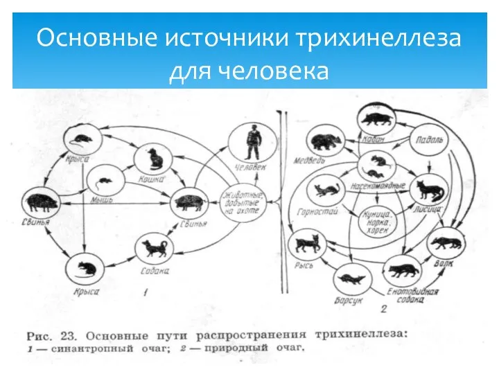 Основные источники трихинеллеза для человека