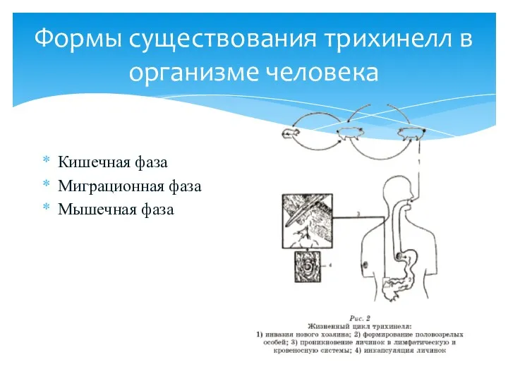 Формы существования трихинелл в организме человека Кишечная фаза Миграционная фаза Мышечная фаза