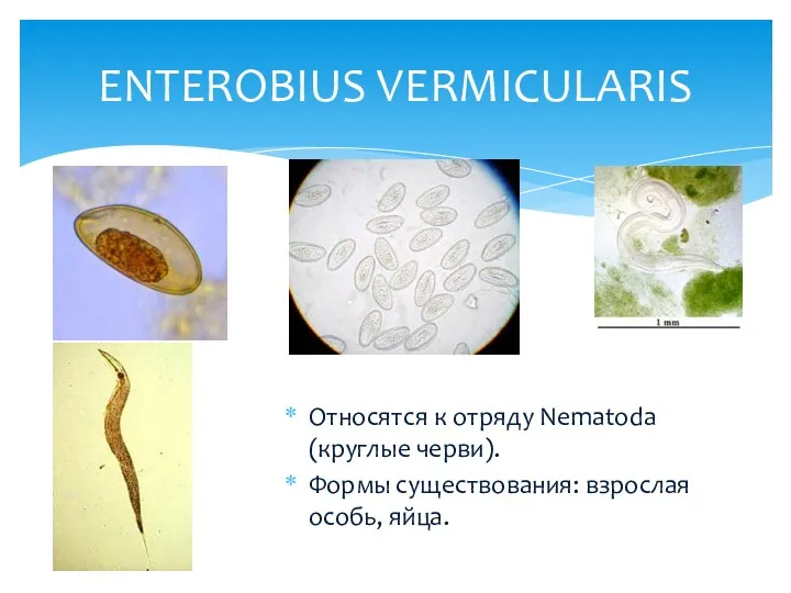 ENTEROBIUS VERMICULARIS Относятся к отряду Nematoda (круглые черви). Формы существования: взрослая особь, яйца.