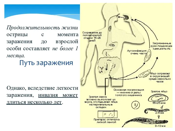 Путь заражения Продолжительность жизни острицы с момента заражения до взрослой