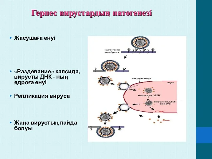 Жасушаға енуі «Раздевание» капсида, вирусты ДНК - ның ядроға енуі Репликация вируса Жаңа вирустың пайда болуы