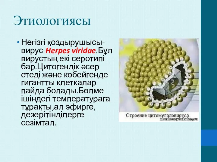 Этиологиясы Негізгі қоздырушысы- вирус-Herpes viridae.Бұл вирустың екі серотипі бар.Цитогендік әсер