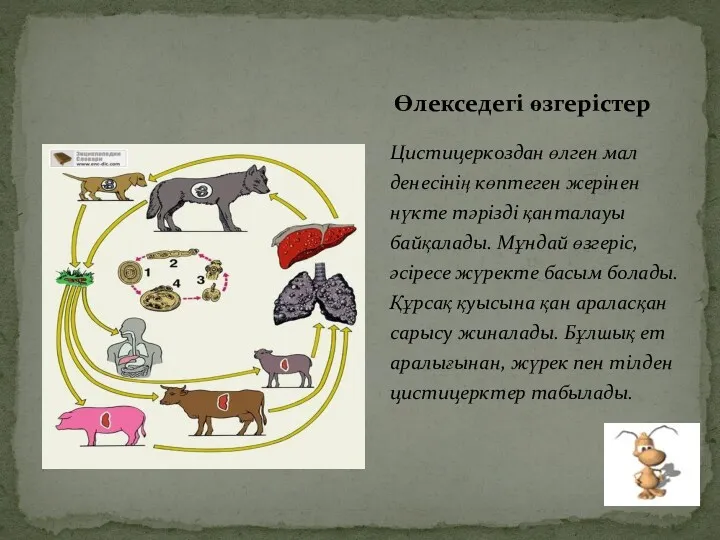 Цистицеркоздан өлген мал денесінің көптеген жерінен нүкте тәрізді қанталауы байқалады.