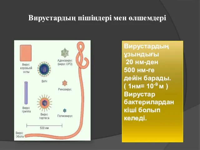 Вирустардың пішіндері мен өлшемдері Вирустардың ұзындығы 20 нм-ден 500 нм-ге