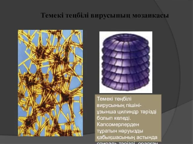 Темекі теңбілі вирусының мозаикасы Темекі теңбілі вирусының пішіні- ұзынша цилиндр