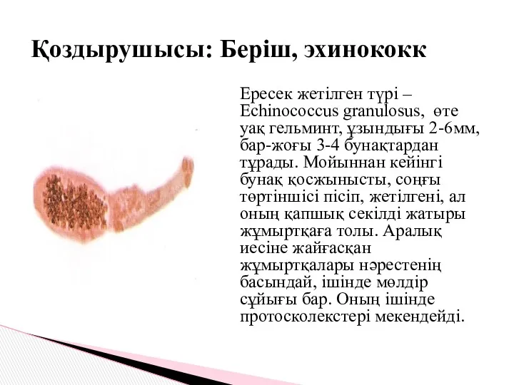 Ересек жетілген түрі – Еchinococcus granulosus, өте уақ гельминт, ұзындығы