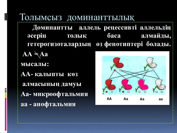 Толымсыз доминанттылық Доминантты аллель рецессивті аллельдің әсерін толық баса алмайды,