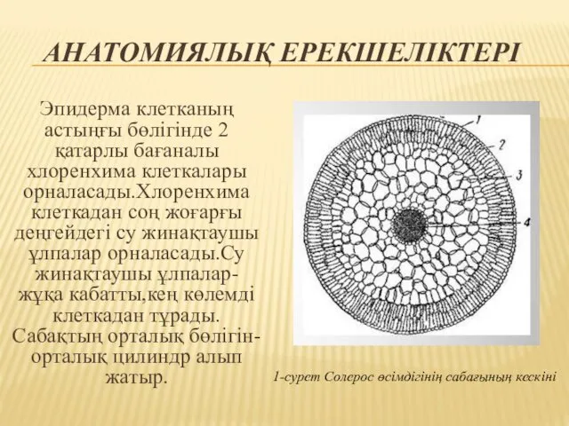 АНАТОМИЯЛЫҚ ЕРЕКШЕЛІКТЕРІ Эпидерма клетканың астыңғы бөлігінде 2 қатарлы бағаналы хлоренхима