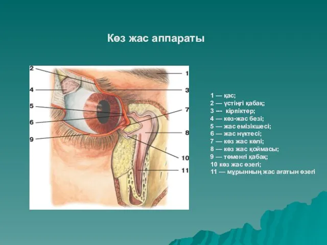 1 — қас; 2 — үстіңгі қабақ; 3 --- кірпіктер;