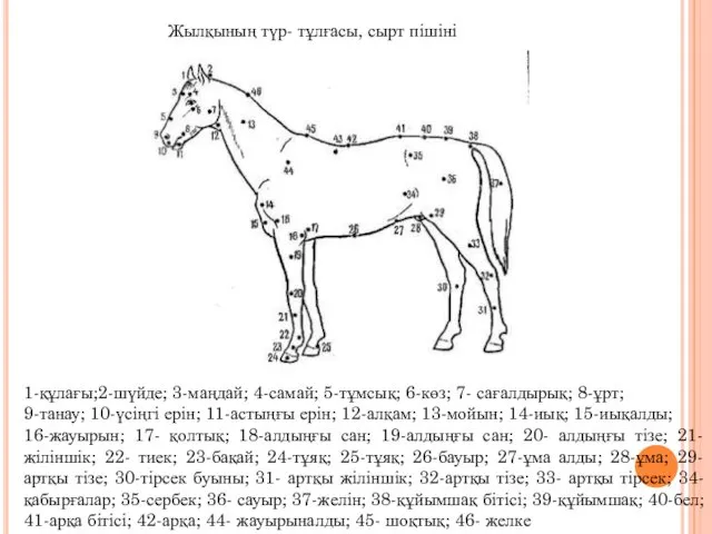 Жылқының түр- тұлғасы, сырт пішіні 1-құлағы;2-шүйде; 3-маңдай; 4-самай; 5-тұмсық; 6-көз;