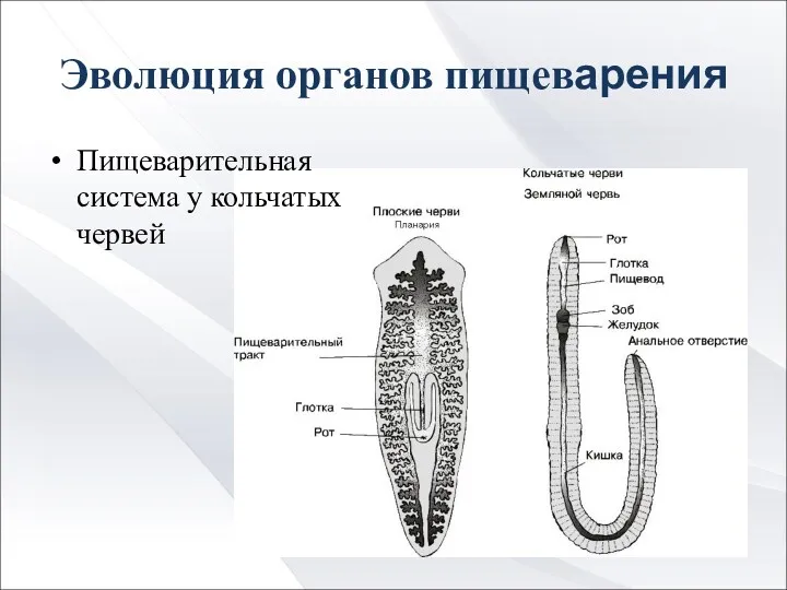 Эволюция органов пищеварения Пищеварительная система у кольчатых червей