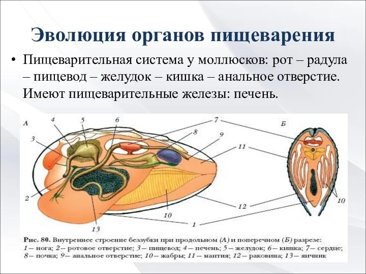 Эволюция органов пищеварения Пищеварительная система у моллюсков: рот – радула