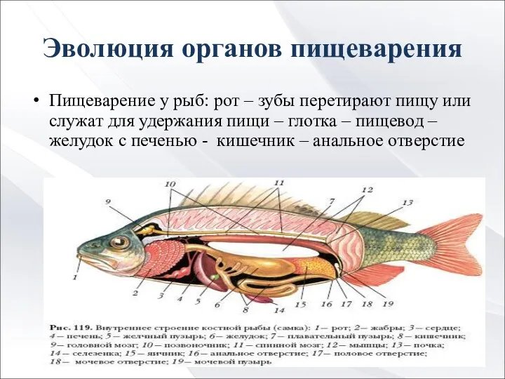 Эволюция органов пищеварения Пищеварение у рыб: рот – зубы перетирают