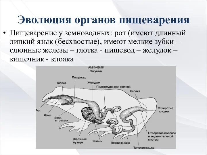 Эволюция органов пищеварения Пищеварение у земноводных: рот (имеют длинный липкий