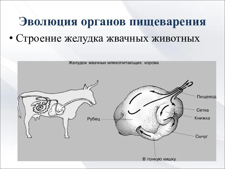 Эволюция органов пищеварения Строение желудка жвачных животных