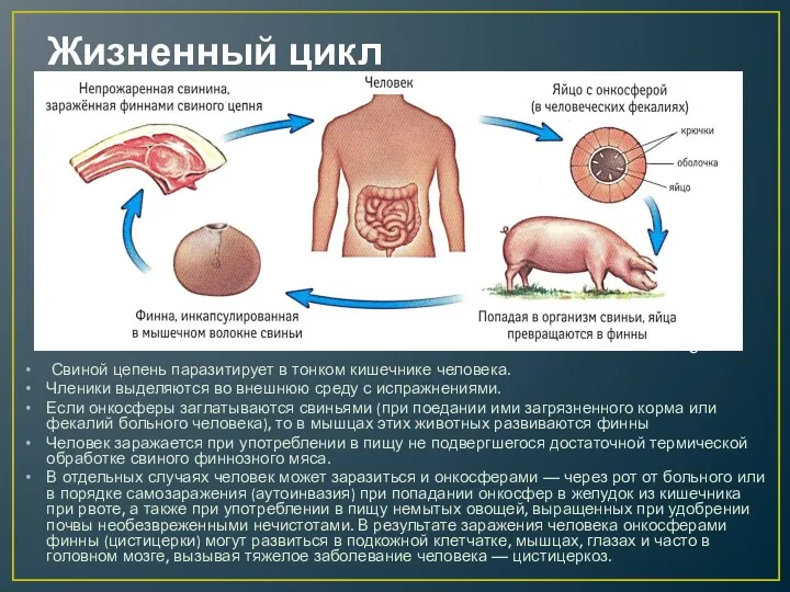 Жизненный цикл Свиной цепень паразитирует в тонком кишечнике человека. Членики