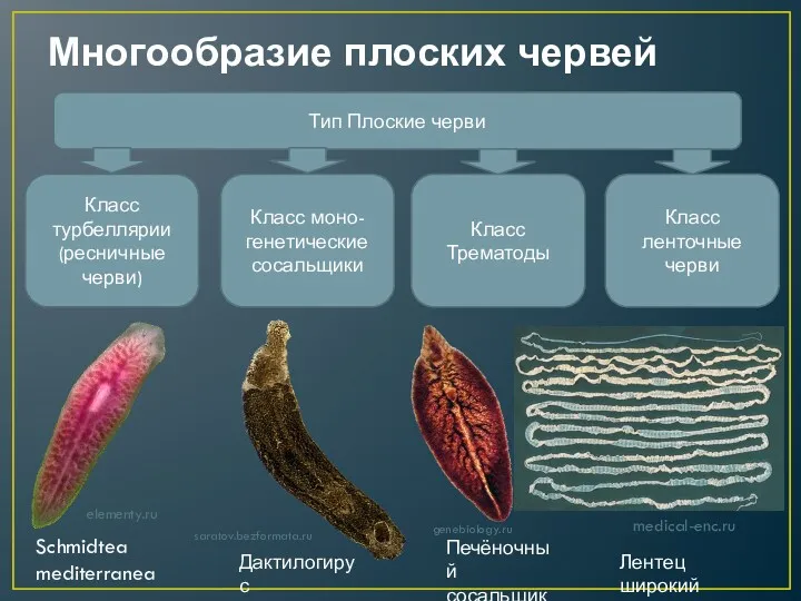 Многообразие плоских червей Тип Плоские черви Класс ленточные черви Класс