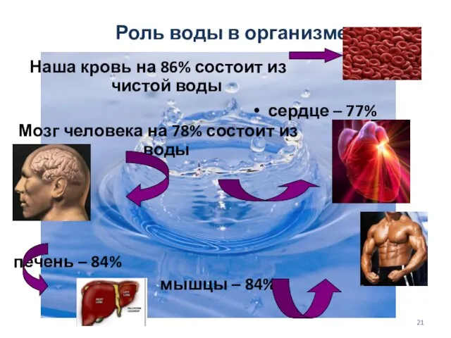 Роль воды в организме Наша кровь на 86% состоит из