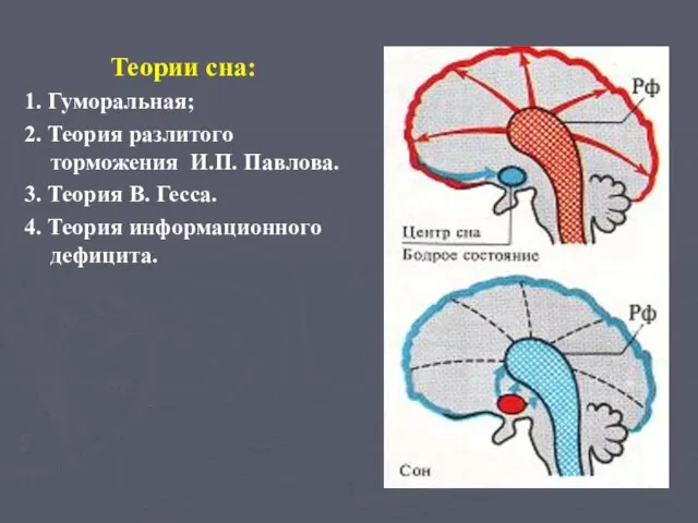 Теории сна: 1. Гуморальная; 2. Теория разлитого торможения И.П. Павлова.