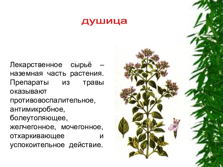 душица Лекарственное сырьё – наземная часть растения. Препараты из травы